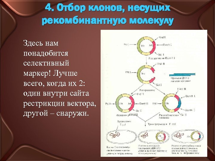 4. Отбор клонов, несущих рекомбинантную молекулу Здесь нам понадобится селективный маркер! Лучше всего, когда