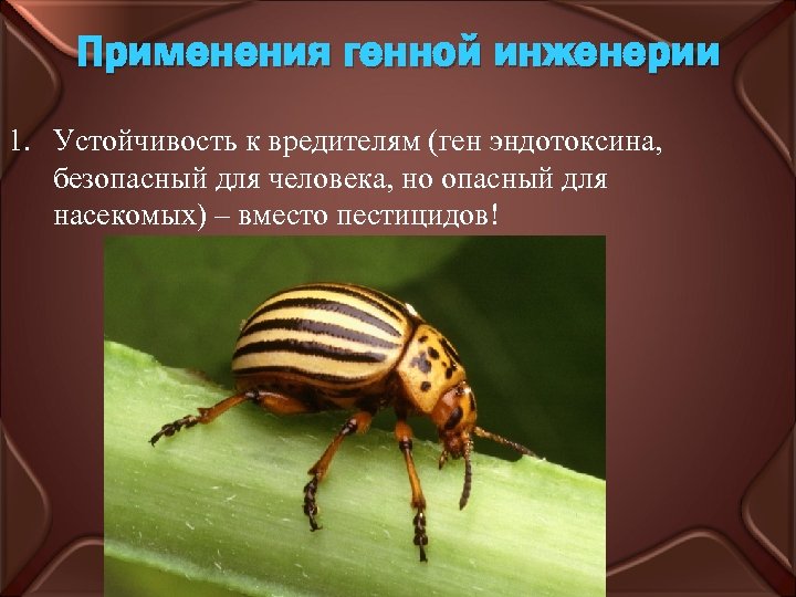 Применения генной инженерии 1. Устойчивость к вредителям (ген эндотоксина, безопасный для человека, но опасный