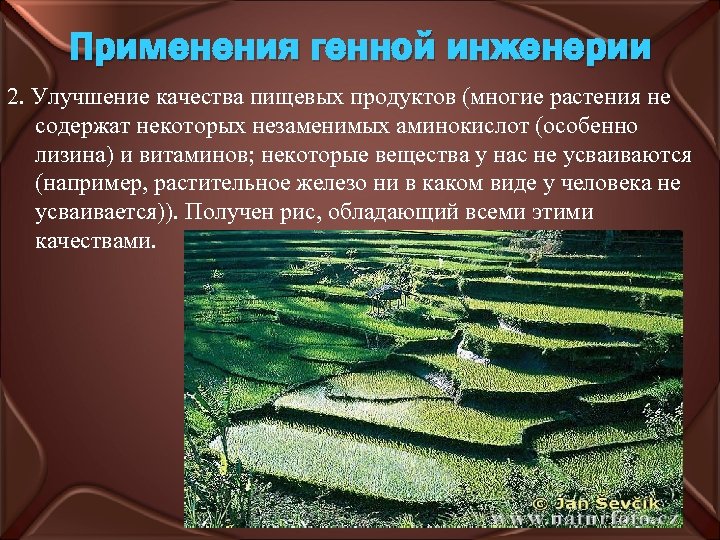Применения генной инженерии 2. Улучшение качества пищевых продуктов (многие растения не содержат некоторых незаменимых