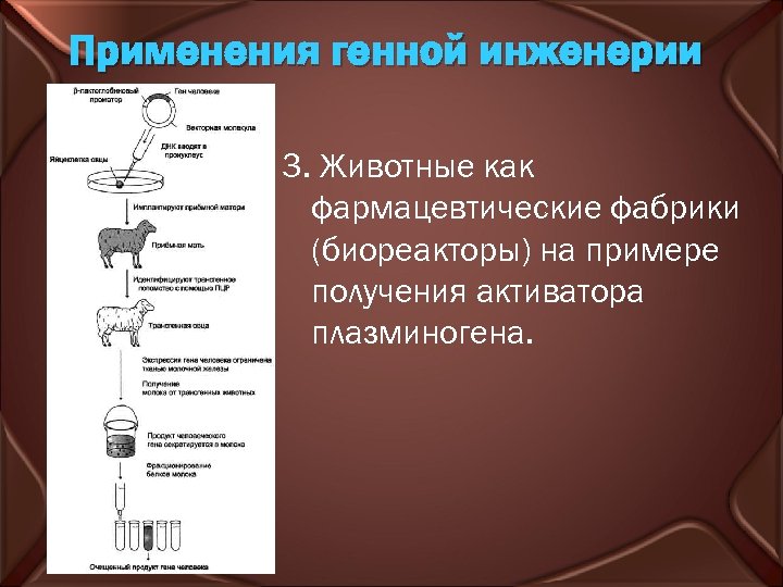 Применения генной инженерии 3. Животные как фармацевтические фабрики (биореакторы) на примере получения активатора плазминогена.