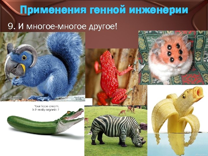 Применения генной инженерии 9. И многое-многое другое! 