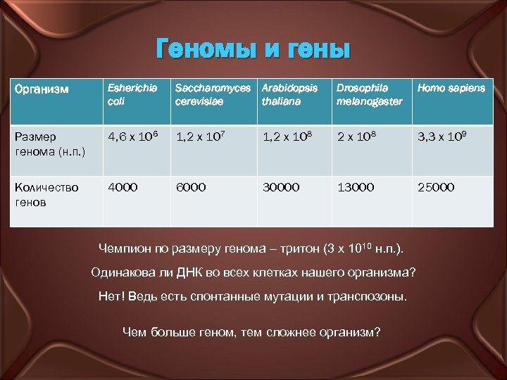 Геномы и гены Организм Esherichia coli Saccharomyces Arabidopsis cerevisiae thaliana Drosophila melanogaster Homo sapiens