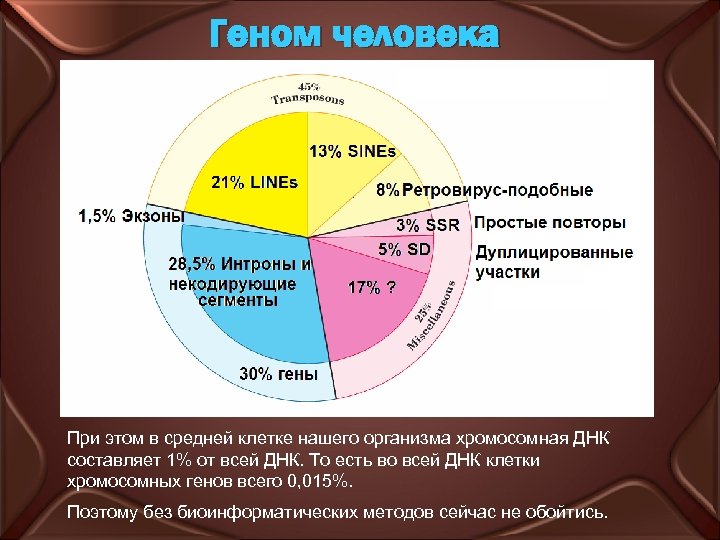 Геном человека При этом в средней клетке нашего организма хромосомная ДНК составляет 1% от