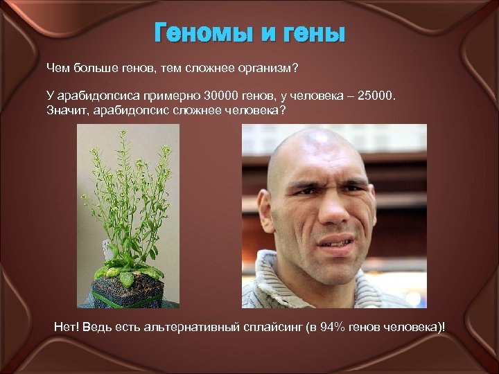 Геномы и гены Чем больше генов, тем сложнее организм? У арабидопсиса примерно 30000 генов,