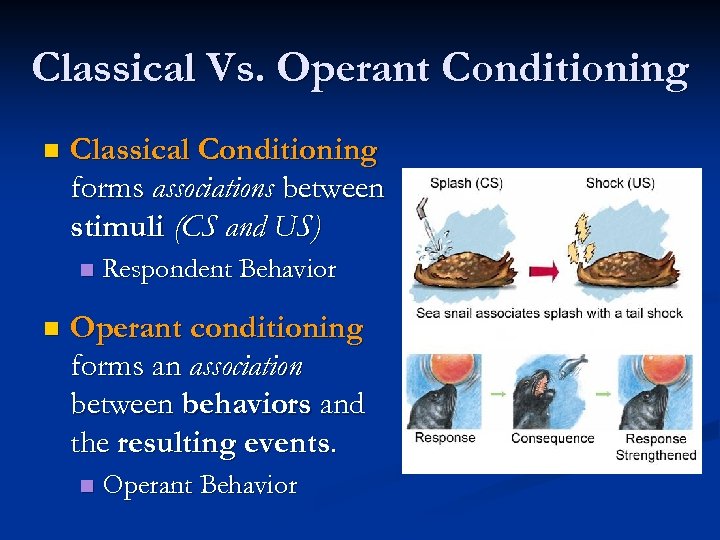 Classical Vs. Operant Conditioning n Classical Conditioning forms associations between stimuli (CS and US)