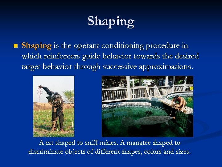 Shaping n Shaping is the operant conditioning procedure in which reinforcers guide behavior towards