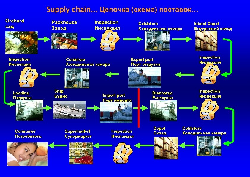 Supply chain… Цепочка (схема) поставок… Orchard сад Inspection Инспекция Loading Погрузка Consumer Потребитель Packhouse