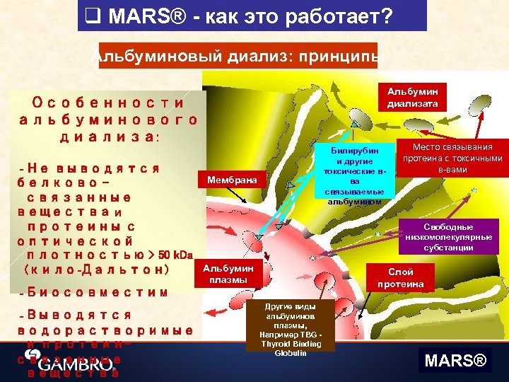 q MARS® - как это работает? Альбуминовый диализ: принципы Альбумин диализата Особенности альбуминового диализа: