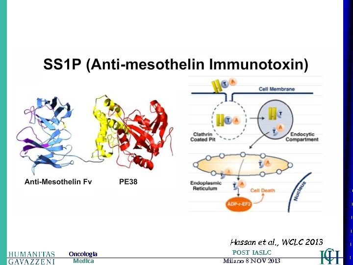 Hassan et al. , WCLC 2013 Oncologia Medica POST IASLC Milano 8 NOV 2013