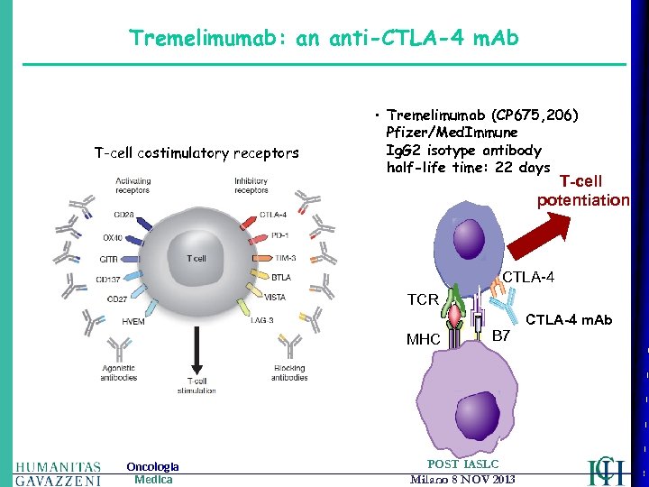 Tremelimumab: an anti-CTLA-4 m. Ab T-cell costimulatory receptors • Tremelimumab (CP 675, 206) Pfizer/Med.