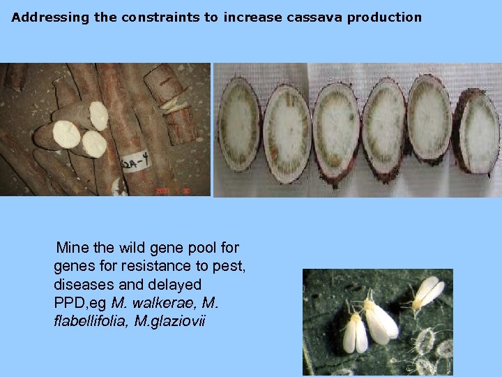 Addressing the constraints to increase cassava production Mine the wild gene pool for genes