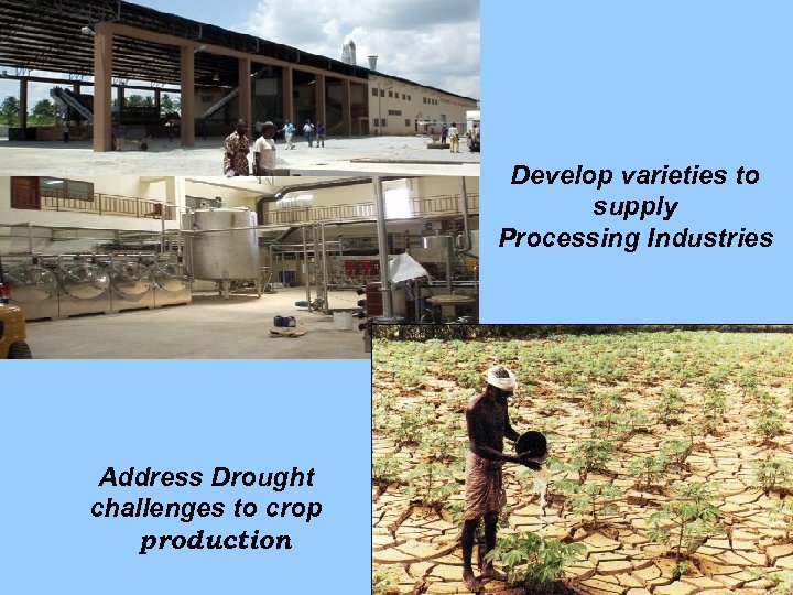 Develop varieties to supply Processing Industries Address Drought challenges to crop production 