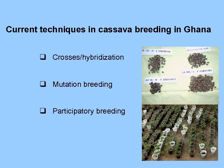 Current techniques in cassava breeding in Ghana q Crosses/hybridization q Mutation breeding q Participatory