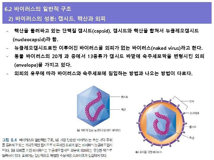 6. 2 바이러스의 일반적 구조 2) 바이러스의 성분: 캡시드, 핵산과 외피 - 핵산을 둘러싸고