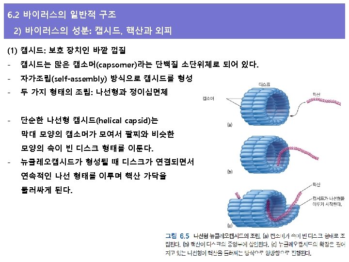 6. 2 바이러스의 일반적 구조 2) 바이러스의 성분: 캡시드, 핵산과 외피 (1) 캡시드: 보호