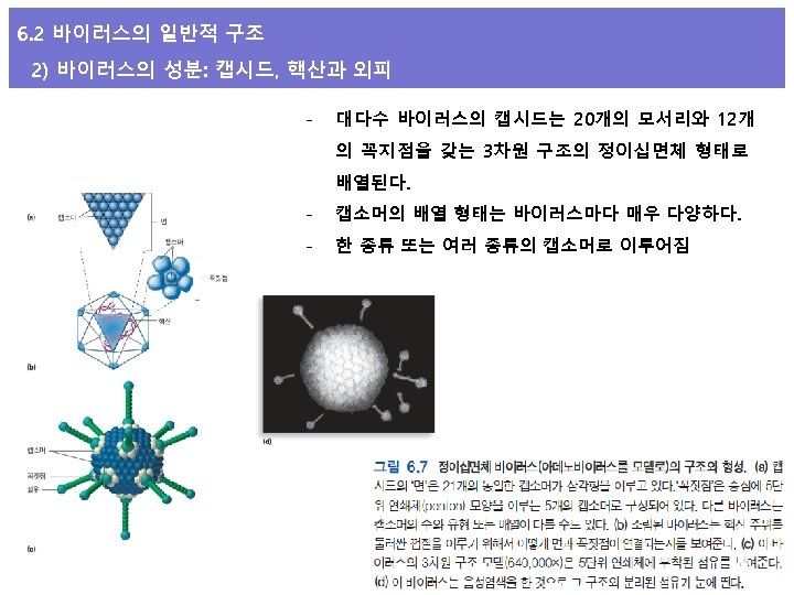 6. 2 바이러스의 일반적 구조 2) 바이러스의 성분: 캡시드, 핵산과 외피 - 대다수 바이러스의