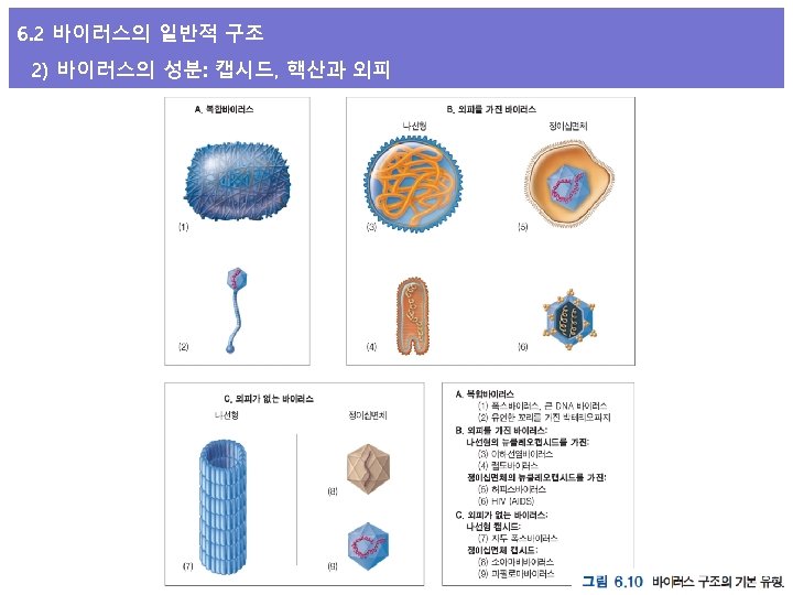 6. 2 바이러스의 일반적 구조 2) 바이러스의 성분: 캡시드, 핵산과 외피 