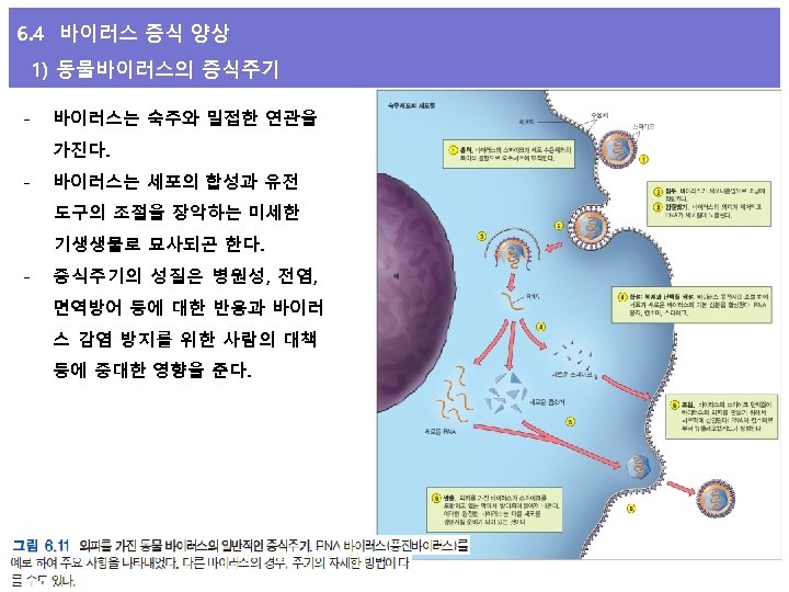 6. 4 바이러스 증식 양상 1) 동물바이러스의 증식주기 - 바이러스는 숙주와 밀접한 연관을 가진다.