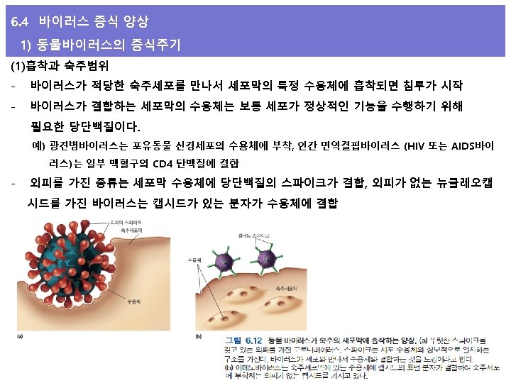 6. 4 바이러스 증식 양상 1) 동물바이러스의 증식주기 (1)흡착과 숙주범위 - 바이러스가 적당한 숙주세포를