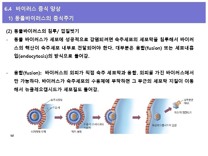 6. 4 바이러스 증식 양상 1) 동물바이러스의 증식주기 (2) 동물바이러스의 침투/ 껍질벗기 - 동물