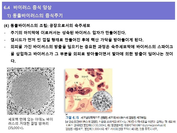 6. 4 바이러스 증식 양상 1) 동물바이러스의 증식주기 (4) 동물바이러스의 조립: 공장으로서의 숙주세포 -