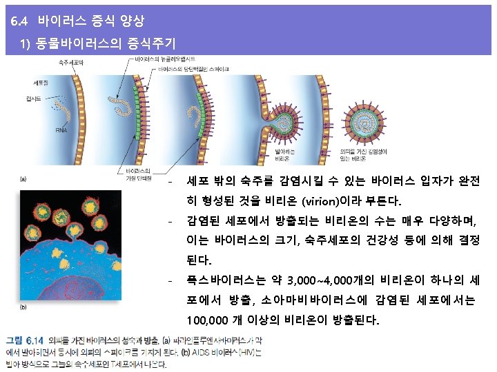 6. 4 바이러스 증식 양상 1) 동물바이러스의 증식주기 - 세포 밖의 숙주를 감염시킬 수