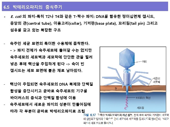 6. 5 박테리오파지의 증식주기 - E. coli 의 파지-특히 T 2나 T 4와 같은