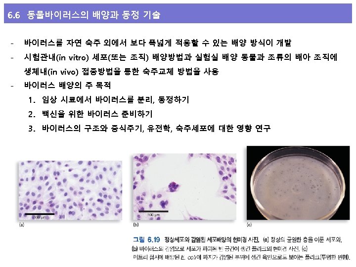 6. 6 동물바이러스의 배양과 동정 기술 - 바이러스를 자연 숙주 외에서 보다 폭넓게 적용할