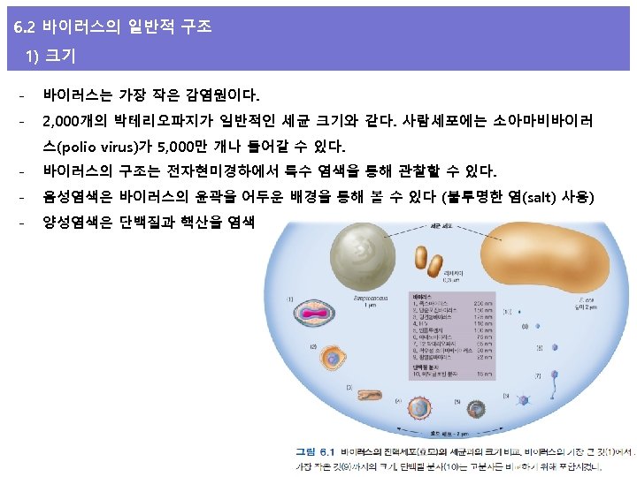 6. 2 바이러스의 일반적 구조 1) 크기 - 바이러스는 가장 작은 감염원이다. - 2,