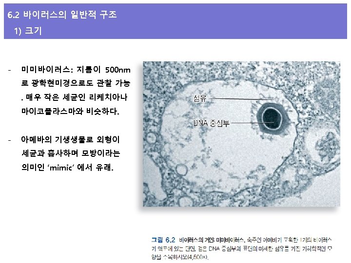 6. 2 바이러스의 일반적 구조 1) 크기 - 미미바이러스: 지름이 500 nm 로 광학현미경으로도