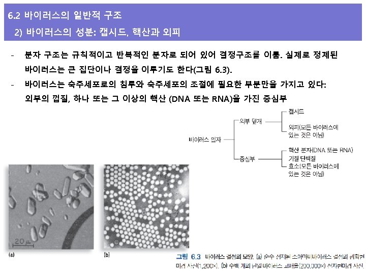 6. 2 바이러스의 일반적 구조 2) 바이러스의 성분: 캡시드, 핵산과 외피 - 분자 구조는