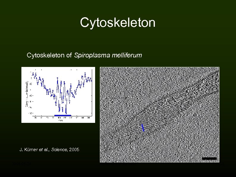 Cytoskeleton of Spiroplasma melliferum J. Kürner et al. , Science, 2005 2008 -05 -28