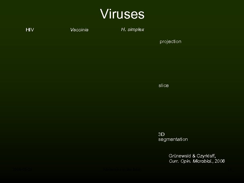 Viruses HIV Vaccinia H. simplex projection slice 3 D segmentation Grünewald & Czyrklaff, Curr.