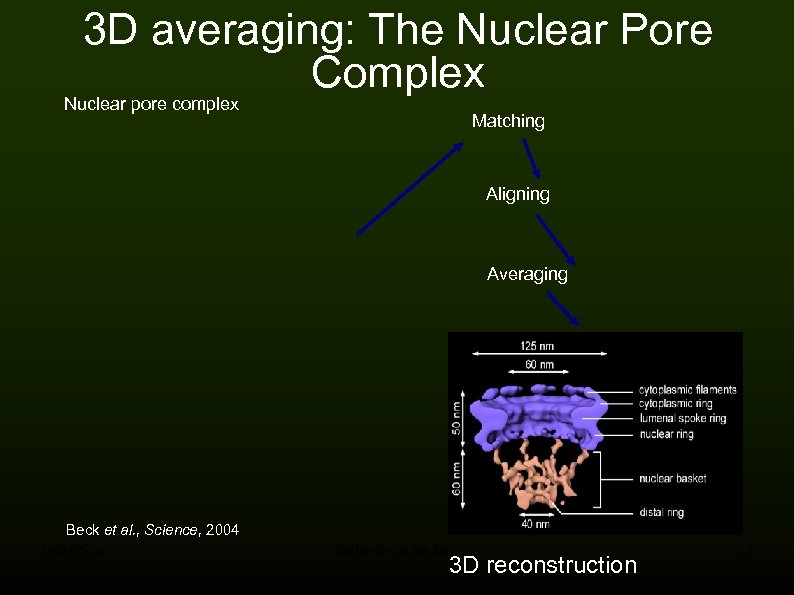 3 D averaging: The Nuclear Pore Complex Nuclear pore complex Matching Aligning Averaging Beck