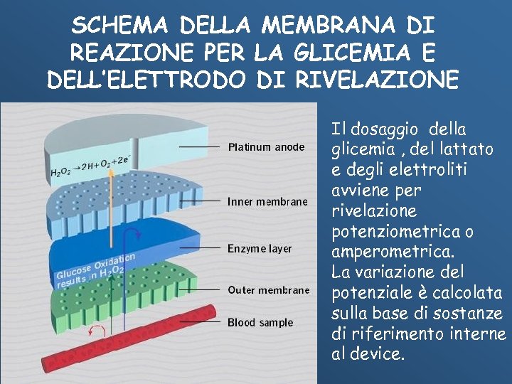 SCHEMA DELLA MEMBRANA DI REAZIONE PER LA GLICEMIA E DELL’ELETTRODO DI RIVELAZIONE Il dosaggio
