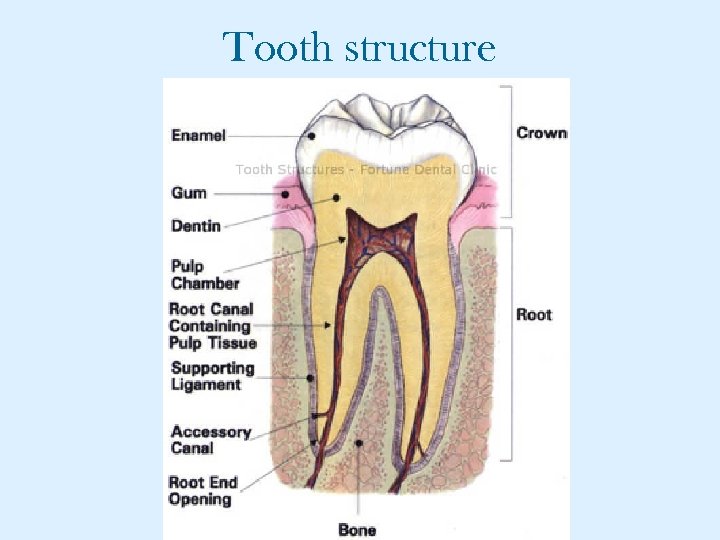 Tooth structure 