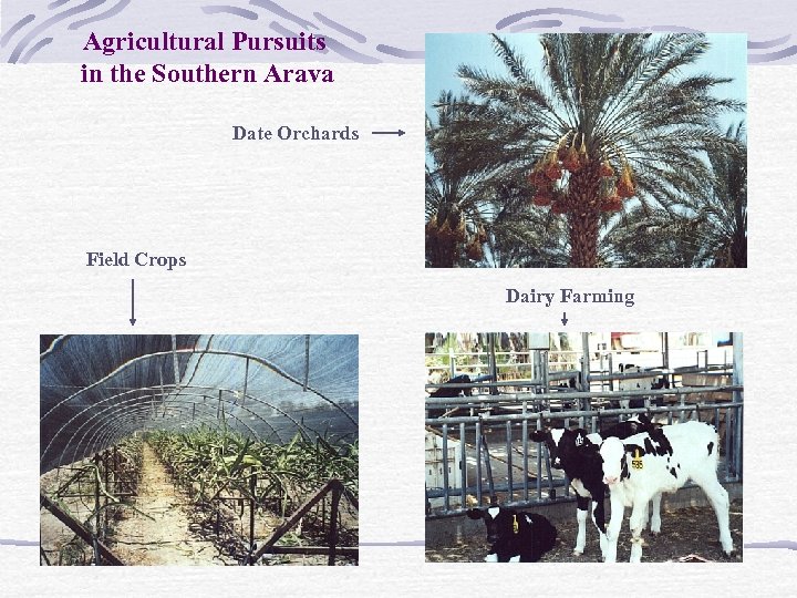 Agricultural Pursuits in the Southern Arava Date Orchards Field Crops Dairy Farming 