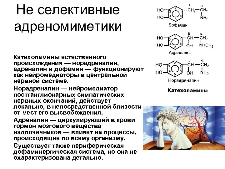 Не селективные адреномиметики Катехоламины естественного происхождения — норадреналин, адреналин и дофамин — функционируют как