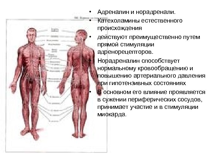  • Адреналин и норадренали. • Катехоламины естественного происхождения • действуют преимущественно путем прямой