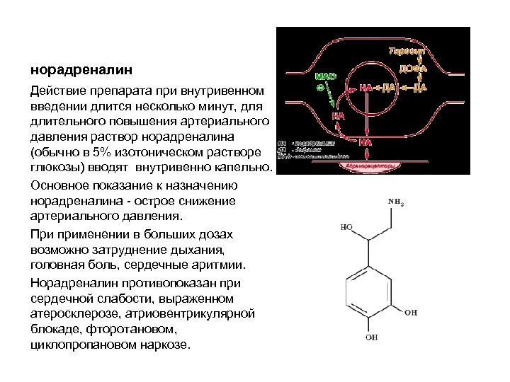 норадреналин Действие препарата при внутривенном введении длится несколько минут, для длительного повышения артериального давления