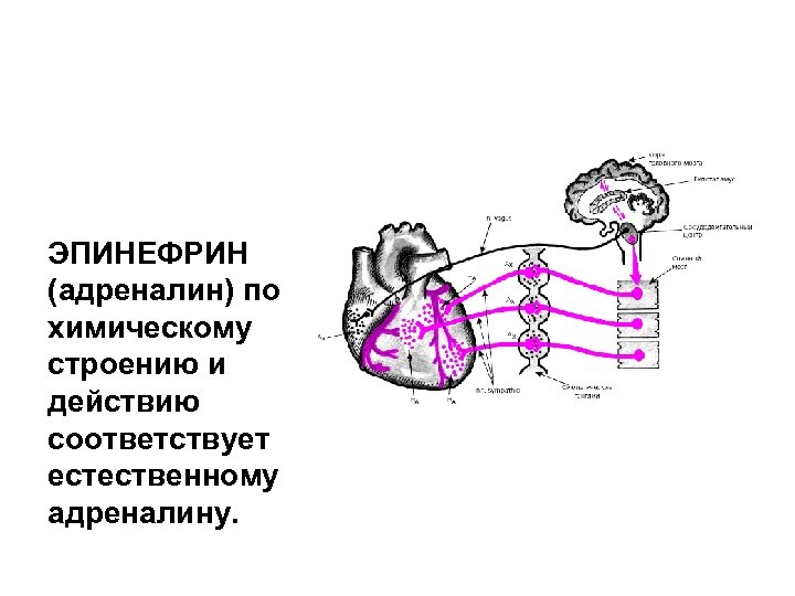 ЭПИНЕФРИН (адреналин) по химическому строению и действию соответствует естественному адреналину. 