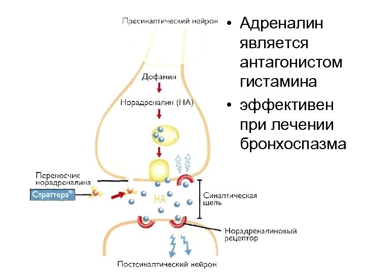  • Адреналин является антагонистом гистамина • эффективен при лечении бронхоспазма 