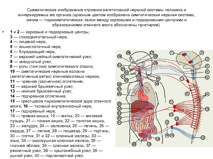Схематическое изображение строения вегетативной нервной системы человека и иннервируемых ею органов (красным цветом изображена