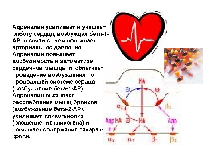 Адреналин усиливает и учащает работу сердца, возбуждая бета-1 АР, в связи с чем повышает