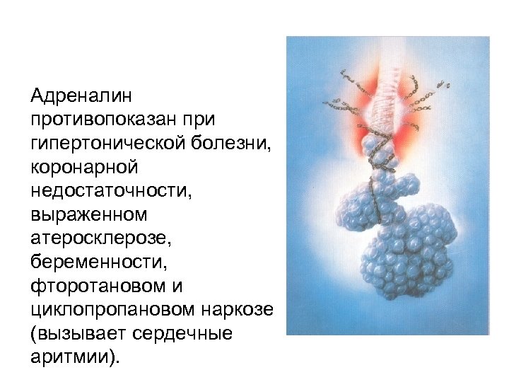 Адреналин противопоказан при гипертонической болезни, коронарной недостаточности, выраженном атеросклерозе, беременности, фторотановом и циклопропановом наркозе