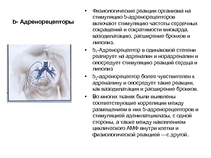  • b- Адренорецепторы • • • Физиологические реакции организма на стимуляцию b адренорецепторов