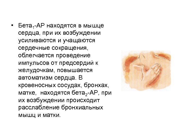  • Бета 1 АР находятся в мышце сердца, при их возбуждении усиливаются и