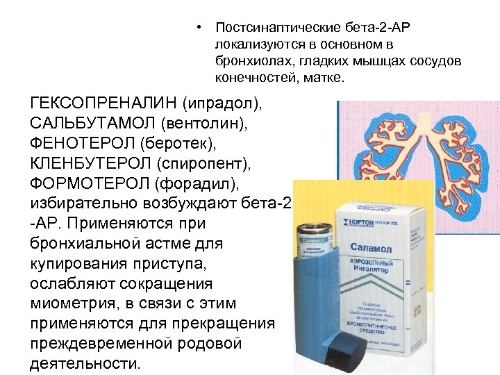  • Постсинаптические бета 2 АР локализуются в основном в бронхиолах, гладких мышцах сосудов