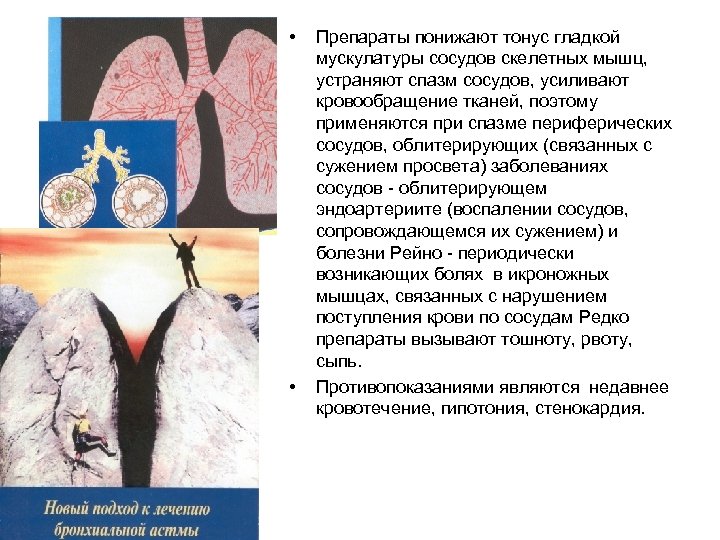  • • Препараты понижают тонус гладкой мускулатуры сосудов скелетных мышц, устраняют спазм сосудов,
