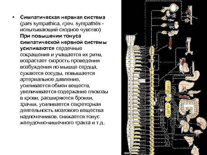  • Симпатическая нервная система (pars sympathica, греч. sympathēs испытывающий сходное чувство) При повышении